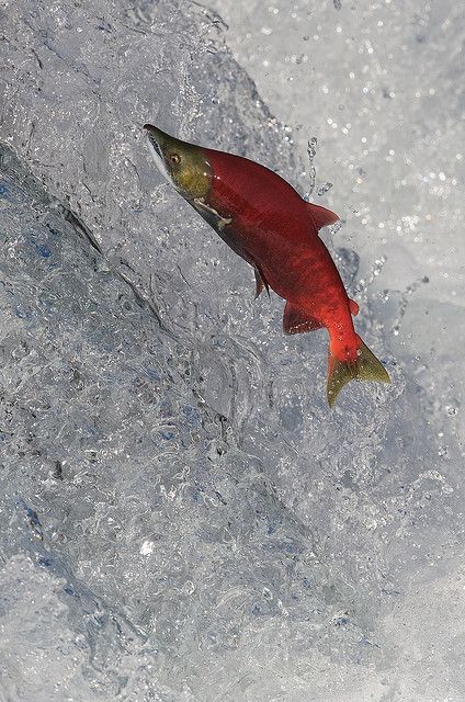 Awesome Sockeye Pic Sockeye Salmon, Cool Fish, Green Jumpers, All Fish, Aquatic Animals, Silly Animals, Grizzly Bear, Ocean Inspiration, Wildlife Photography