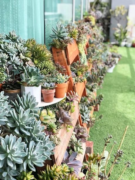 How To Water Succulents, Succulent Display, Rock Plants, Succulent Soil, Answering Questions, Succulent Gardening, Succulents In Containers, Succulent Terrarium, Peat Moss