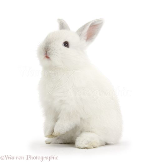 Rabbit Sitting, All About Rabbits, Rabbit White, White Bunnies, Rabbit Photos, Bunny Images, Bunny Tattoos, Palace Pets, Amazing Animal Pictures