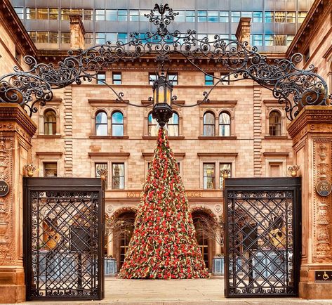 Lotte New York Palace, Best Christmas Trees, 2024 Manifestation, Nyc Christmas, Washington Square Park, Washington Square, Union Square, Palace Hotel, Madison Avenue