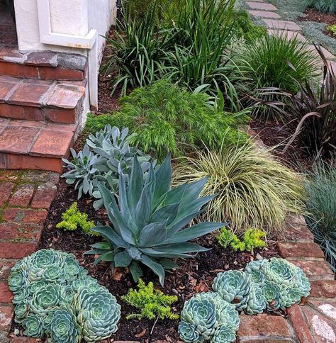 Spanish Revival — Plant Stars Spanish Style Landscaping, Spanish Landscaping, Front Landscape, Stone Pavers, Brick Patio, Mediterranean Plants, Front Landscaping, Spanish Revival, Brick Patios