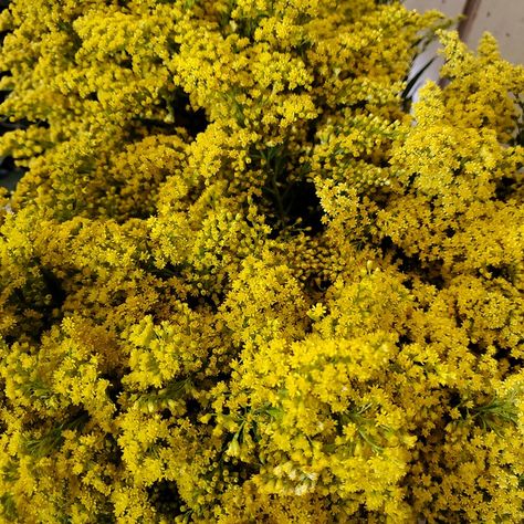 Solidago #flowers #freshflowers #davisfloral🌹 Solidago Bouquet, Solidago Flower Floral Arrangements, Yellow Gypsophila, Yellow Snapdragons, Fresh Flowers, Floral, Flowers