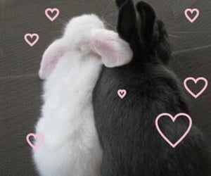 Emo And Soft Couple Pfp, Bunny Girlfriend, 일본 패션, Future Life, Naan, Cute Little Animals, 귀여운 동물, Cute Bunny, Pink Aesthetic