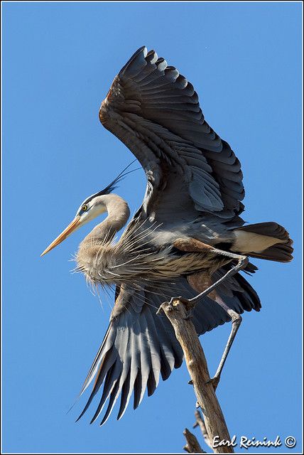 Griffon Vulture, Heron Bird, Bird Drawing, Great Blue Heron, Animal Study, Golden Eagle, About Animals, Pretty Animals, Blue Heron