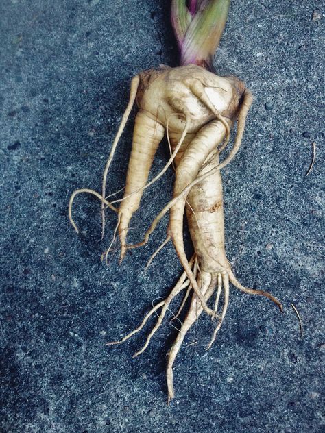 What Do You Do With Mandrake: Uses For Mandrake Root Mandrake Root, Gothic Garden, Moon Garden, Growing Indoors, Positive And Negative, Art Business, Oils For Skin, Herbal Medicine, Some People