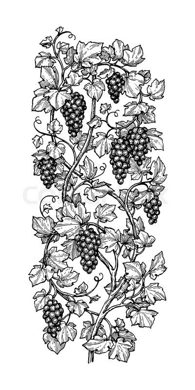 Grape Leaves Illustration, Grape Vine Illustration, Grapevine Tattoo, Grape Tattoo, Grape Illustration, Wheat Drawing, Grape Drawing, Wine Tattoo, Grape Vine Plant