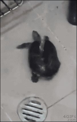 this turtle shakin its butt An Animal, Animal Memes, 귀여운 동물, Cute Funny Animals, Cuteness Overload, Animal Gifs, Funny Cute, Animals Beautiful, Loki