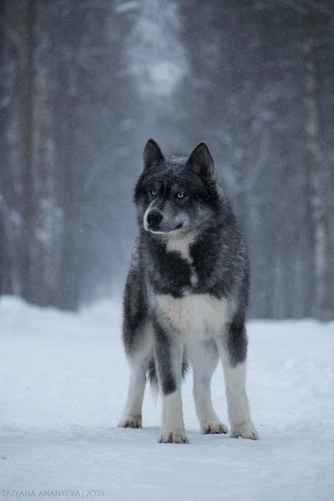 Siberian Husky Photography, Siberian Women, Agouti Siberian Husky, Wolf Facts, Grey Husky, Black Siberian Husky, Agouti Husky, Fluffy Husky, Husky Black