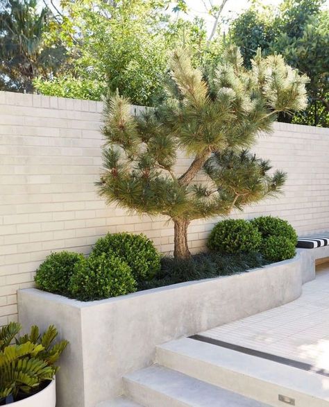 Pinus Thunbergii, Topiary Balls, Front Lawn Landscaping, Dubai Garden, Garden Nails, Front Yard Garden Design, Fall Garden Vegetables, The Local Project, Mediterranean Garden