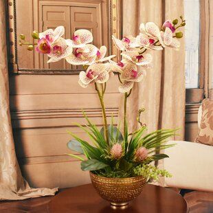 Designed so that the fragile-looking Phalaenopsis orchid blossom can be appreciated from every angle, this Silk Phalaenopsis Orchids Floral Arrangement in Glass Pot makes a superb centerpiece for a counter, coffee table or a dining table. Pink and white orchids dip in a gentle downward curve, their pleasing asymmetry mirrored by twisted branches and mixed orchid foliage. From among the greenery below peek a moss-covered foam block, aeonium succulents, set upon polished river pebbles. A low cylin Pink Orchids Centerpiece, Orchid Centerpieces, Gold Bowl, Metal Bowl, Phalaenopsis Orchid, Pink Orchids, Pillows Flowers, White Orchids, Faux Florals