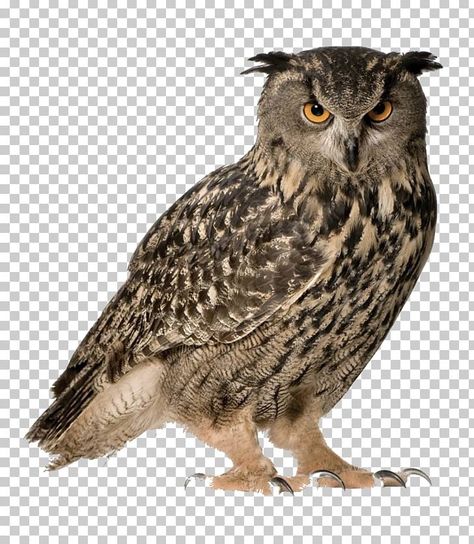 Owl Pics, Bird Png, Eurasian Eagle Owl, Owl Png, Hawk Bird, Bird Barn, Owl Images, Eagle Owl, Barred Owl