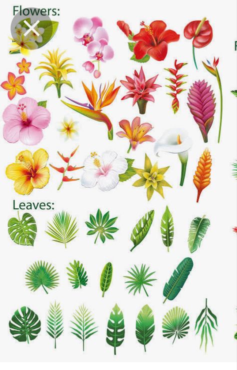 Tropical Drawing Ideas, Island Flowers Drawing, Tropical Flowers Tattoo Design, Tropical Foliage Plants, Plumarias Flower Drawing, How To Draw Tropical Flowers, Tropical Flower Art, Types Of Tropical Flowers, Types Of Hawaiian Flowers