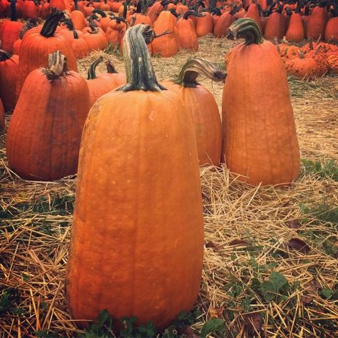 The Hybridizer | Deborah Silver & Co. Weird Pumpkins, Squash Flowers, Deborah Silver, Tall Pumpkin, Plant Breeding, Pumpkin Pictures, Garden Works, Growing Pumpkins, Pumpkin Photos