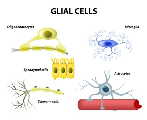 Multiple Sclerosis Funny, Nervous System Anatomy, Glial Cells, Exam Guide, Nursing School Notes, Anatomy Physiology, Medical Knowledge, Neurology, Anatomy And Physiology