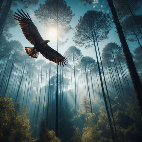 Check more PROMPT at AisRafa.com Check more at https://aisrafa.com/promptcapture-a-majestic-eagle-soaring-gracefully-above-a-dense-forest-of-tal/ Eagle Soaring, Dense Forest, Eagle Art, Fantasy Forest, Forest Photography, Bing Images, Flight, Sketch, Forest