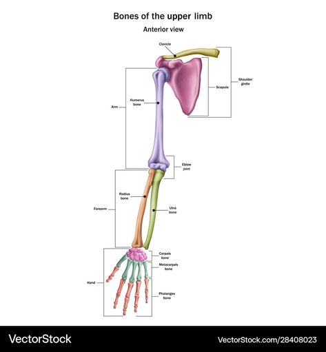 Upper Limb Anatomy, Ceramic Paste, Skeletal System, Science Notes, School Readiness, High Res, Png Images, Anatomy, Adobe Illustrator