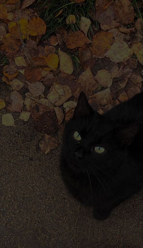 Green Eye Black Cat, Black Kitty Aesthetic, Black Cat Aesthetic Wallpaper, Wallpaper Gatos, Black Cat Aesthetic, Fall Cats, Cat Dark, A Black Cat, Gothic Aesthetic