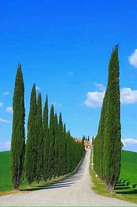 Val D Orcia, Toscana Italia, Italian Village, Italy Holidays, Romantic Escapes, Landscape Photography Nature, Cypress Trees, Unique Trees, Green Landscape