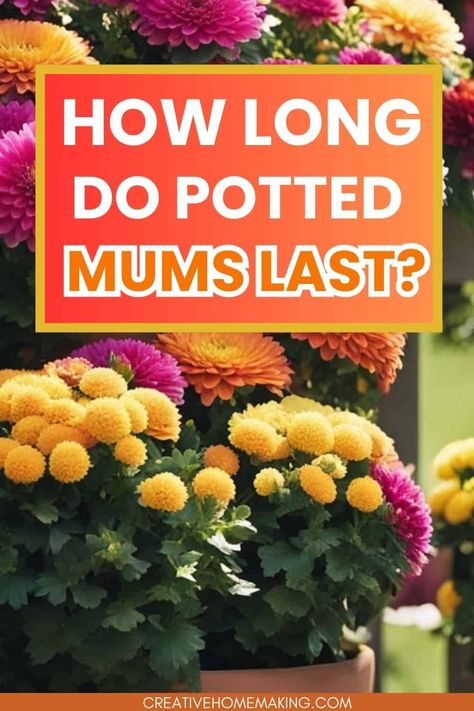 Discover the longevity of potted mums! These vibrant blooms can last anywhere from 4 to 8 weeks with the right care. Learn tips on watering, sunlight, and temperature to keep your potted mums looking fresh and beautiful throughout the season. Perfect for adding a splash of color to your home or garden! Potted Mums, Garden Mum, Garden Posts, Root Growth, New Growth, Autumn Garden, Beautiful Blooms, 8 Weeks, Chrysanthemum