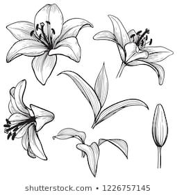 Outline of Lily Images, Stock Photos & Vectors | Shutterstock Lily Outline Drawing, Lily Flower Outline, Lily Line Drawing, Lily Outline, Lily Flower Drawing, Lily Sketch, Lily Graphic, Lily Flower Pattern, Lily Drawing