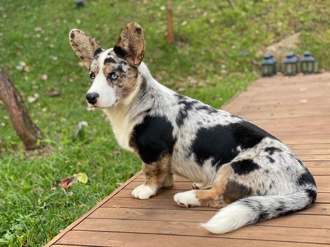 Cardigan Welsh Corgi Puppies, Blue Merle Corgi, Merle Corgi, Black Corgi, Dog Sketches, Cowboy Corgi, Corgi Stuff, Corgi Breeds, Pig Breeds