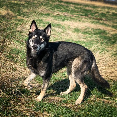 Black Tamaskan, Bodhi the Tamaskan, Black Wolfdog Black Wolfdog, Canine Reference, Tamaskan Dog, Belgian Dog, Wolf Designs, Mutt Dog, Belgian Malinois Dog, Dog Anatomy, Malinois Dog