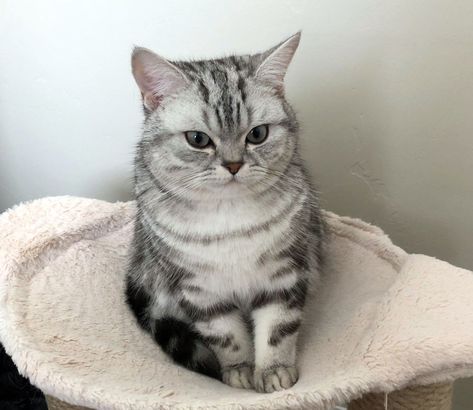 British Shorthair Silver Tabby, Silver Tabby Cat, Allergic To Dogs, Exotic Shorthair Cat, British Shorthair Kittens, Exotic Shorthair, British Shorthair Cats, Cute Animals Images, British Shorthair