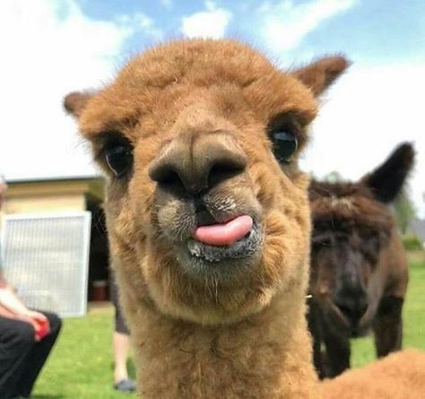 Cute Alpaca, Little Animals, Animals Cute, Fluffy Animals, Dec 7, Cute Little Animals, Llama, Alpaca, Animals