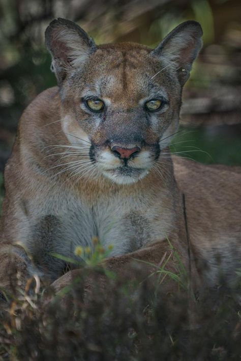 Wild Panther, Panther Face, Reference Face, Panther Pictures, National Geographic Photography, Florida Panther, Powerful Pictures, Animal Reference, Mountain Lion