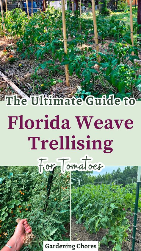 Tired of flimsy cages collapsing? Click here to learn why the Florida weave is the best method for supporting your tomato plants. Save it now! Florida Weave, Tomato Trellis, Tomato Plant, Garden Veggies, Tomato Plants, Plant Growth, Flower Farm, Lawn And Garden, Gardening Tips