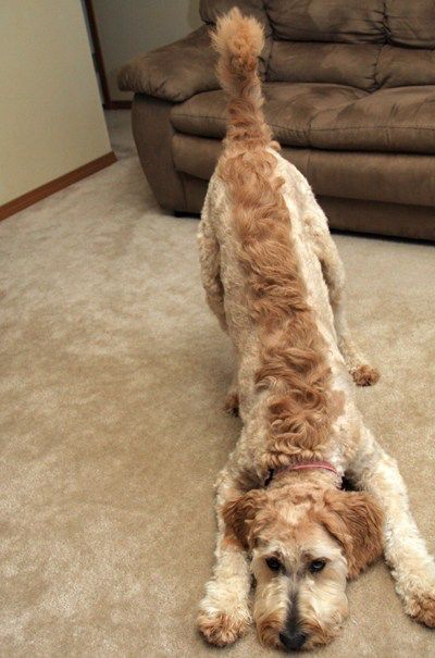 Dog Mohawk, Goldendoodle Haircuts, Goldendoodle Grooming, Poodle Haircut, Summer Cut, Puppy Cut, Dog Haircuts, Fluffy Cows, Dog Cuts