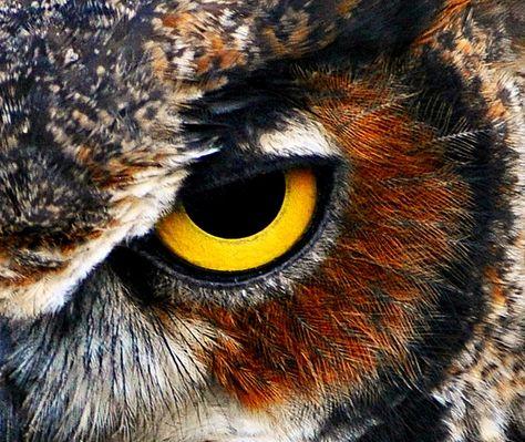 Owl eye by DMangus, via Flickr Animals Eyes, Owls Eyes, Animal Eyes Painting, Animal Eyes Drawing, Animal Eyes, Animal Eyes Photography, Owl Eye Photography, Owl Portrait Photography, Owl Photography Amazing Photos