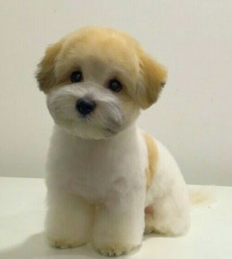 Bichon Shih Tzu Mix                                                                                                                                                                                 More Malshi Haircuts, Bichon Shih Tzu, Shih Tzu Bichon, Shichon Puppies, Black Shih Tzu, Shih Tzu Haircuts, Teddy Bear Puppies, Dog Grooming Styles, Shih Tzu Grooming