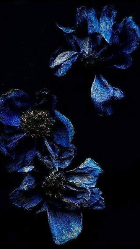 Dark Flower Painting Acrylic, Sapphire Blue Aesthetic, A Flower Drawing, Blue Flower Pictures, Black Flowers Wallpaper, Billy Kidd, Colour Palate, Black And Blue Wallpaper, Flowers Black Background