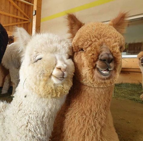 Here's A Photo Of Two Extremely Photogenic Alpacas To (Hopefully) Brighten Up Your Day Tag Your Best Friend, Llama, Alpaca, Best Friend, A Photo, Animals, On Instagram, Instagram