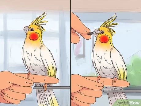 Bird Training, Cockatiel Care, Parakeets, Training Treats, Interesting Articles, Beautiful Birds, Pet Birds, Landing Page, Work On