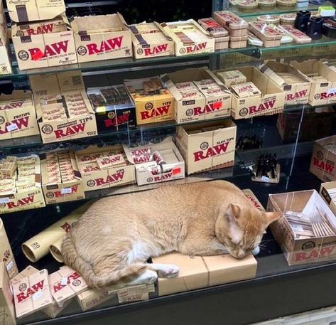 Bodega Cat, Blind Box, Kitty Cats, Grease, Evolution, Kitty, On Instagram, Quick Saves, Instagram