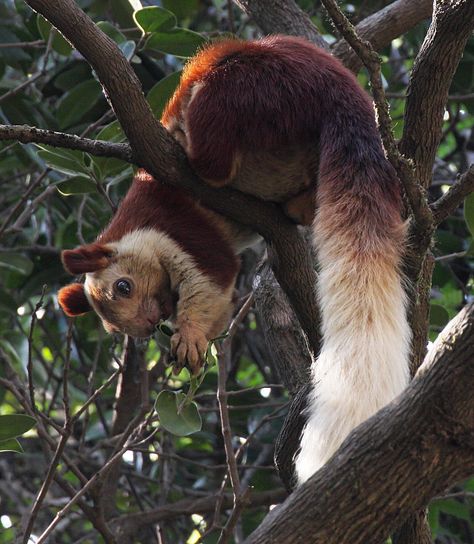 Indian Squirrel, Indian Giant Squirrel, Giant Squirrel, Indian Wildlife, Flying Squirrels, Cute Animal Tattoos, India Nature, Giant Animals, Animal Adaptations