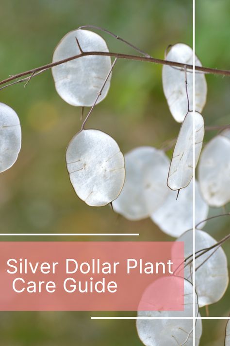 Looking for a stylish and easy-to-care-for houseplant? Look no further than the Silver Dollar Plant! Its striking foliage and low-maintenance nature make it the perfect addition to any indoor space. 🪴 #SilverDollarPlant #Houseplants #IndoorGardening Silver Dollar Plant, Dollar Plant, Money Plants, Air Plant Garden, Plant Care Guide, Biennial Plants, Front Yard Garden Design, Succulent Soil, Invasive Plants