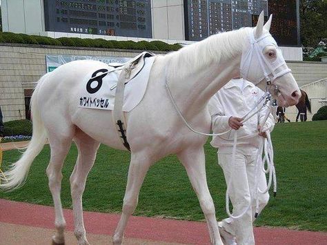 This race horse looks alot like my dads race horse: "Elite Play Boy!" He's kinna new to racing but has won 6 out of 8 races! big loveXX! Ahal Teke, Unique Horses, Rare Horses, Gorgeous Horses, Horse Colors, Thoroughbred Horse Racing, Race Horse, Albino Animals, Loving Animals