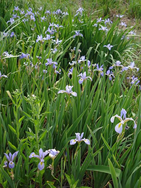 iris virginica var. shrevei | Iris virginica var. shrevei Blue Flag Iris, Iris Versicolor, Michigan Gardening, Deer Resistant Flowers, Wild Iris, Meadow Garden, Blue Flag, Side Garden, Rain Garden