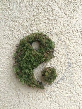 Moss Graffiti, Moss Paint, Diy Moss, Allium Flowers, Growing Moss, Graffiti I, Moss Wall Art, Moss Garden, Moss Art