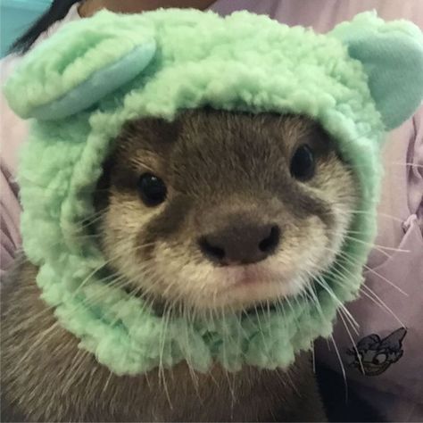 Otter Pfp, Otters Cute, The Bunker, Cute Ferrets, Baby Otters, Super Cute Animals, Pretty Animals, Sea Otter, Silly Animals