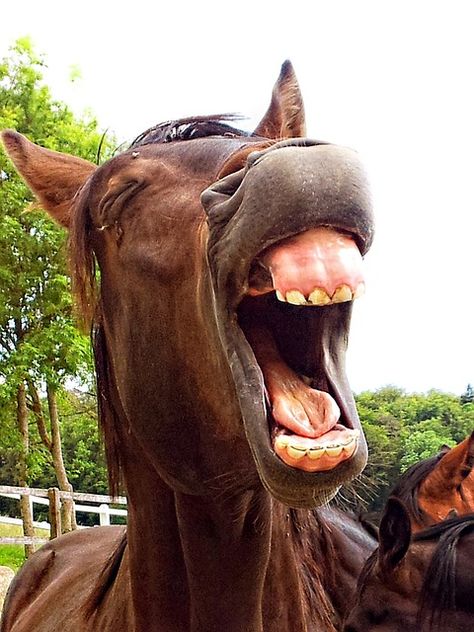 Looking at this made yawn immediately. Funny Horse Face, Yawning Animals, Silly Horse, Awkward Animals, Laughing Animals, Funny Horse Pictures, Funny Horses, Funny Horse, Cute Horses