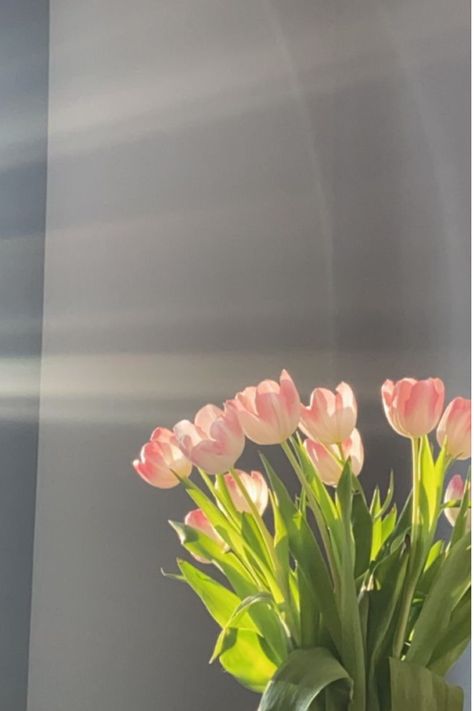 spring time Background Aesthetic Tulips, Tulips Aesthetic Wallpaper Iphone, Wallpaper Tulips Aesthetic, Aesthetic Tulips Wallpaper, Flowers Aesthetic Tulips, Pink Tulips Wallpaper, Tulipanes Aesthetic, Tulips Wallpaper Aesthetic, Pink Tulips Wallpaper Aesthetic