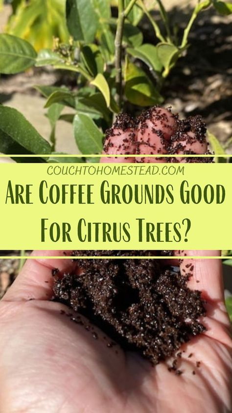 a handful of coffee grounds with a lime tree Lemon Tree Potted Care, Lemon Tree Potted, Coffee Grounds For Plants, Lemon Tree From Seed, Growing Lemon Trees, Tangerine Tree, Lemon Plant, Citrus Garden, Citrus Plant