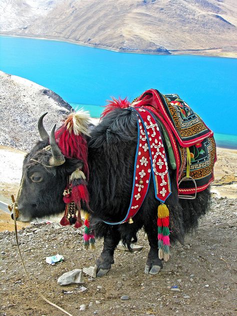 Dennis Jarvis on flickr    Tibet - Tibetan Yak all dressed up.......  This yak is at the sacred Yundrok Yumtso Lake, Tibet, approx. 15,000 feet high and it was cold. https://flic.kr/p/dC8RjF Dressed Up, Tibetan Yak, Tibet Travel, Nepal Travel, Adventure Sports, Lhasa, Tibetan Buddhism, South Asia, Bhutan