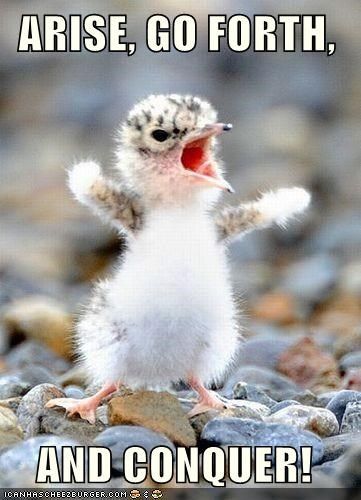 ARISE, GO FORTH, AND CONQUER! Animal Captions, Funny Animal Quotes, Funny Animal Memes, Picture Captions, E Card, Animal Jokes, Animal Quotes, Funny Animal Pictures, Animal Love