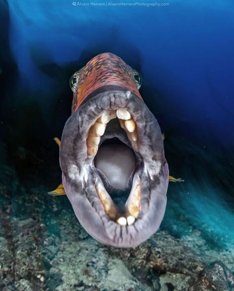 @divingpassport shared a photo on Instagram: “Do you think this fish need a dentist? . THIS IS EXACTLY HOW A TRIGGER FISH CAN ATTACK. “To make this photograph more dynamic, I waited for…” • Jan 21, 2021 at 7:53am UTC Trigger Fish, Deep Sea Creatures, Ocean Animals, Sea World, Sea Animals, Acupuncture, Deep Sea, Marine Life, Sea Creatures