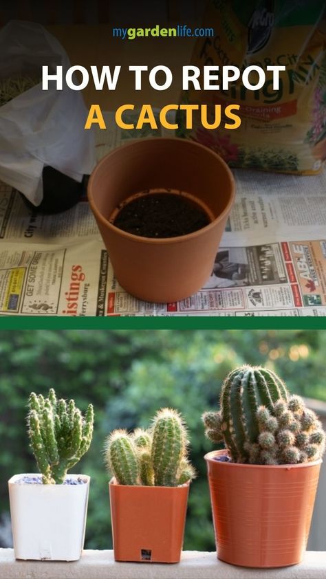 Indoor Cactus Garden, Indoor Cactus Plants, Small Cactus Plants, Christmas Cactus Care, Cactus House Plants, Baby Cactus, Cactus Terrarium, Indoor Cactus, Cactus Care